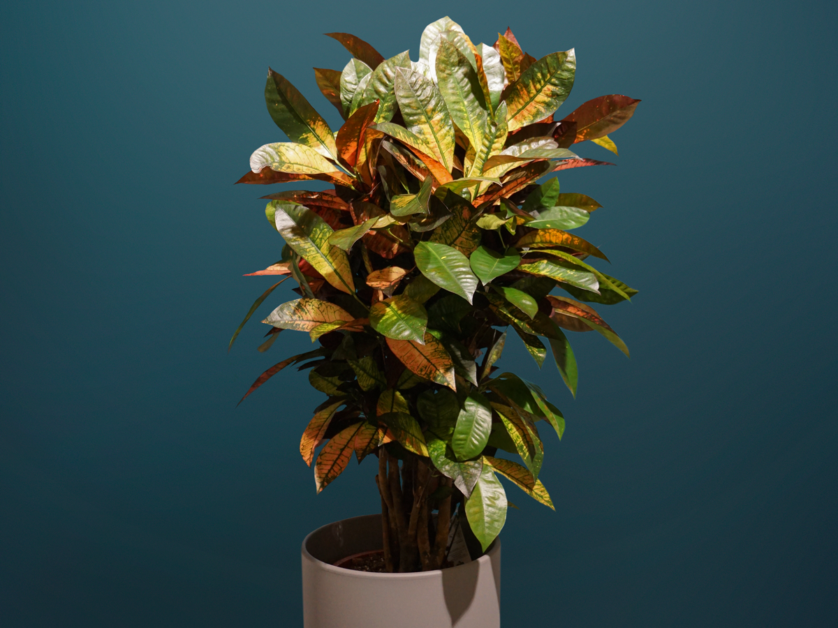 Kodija Codiaeum |