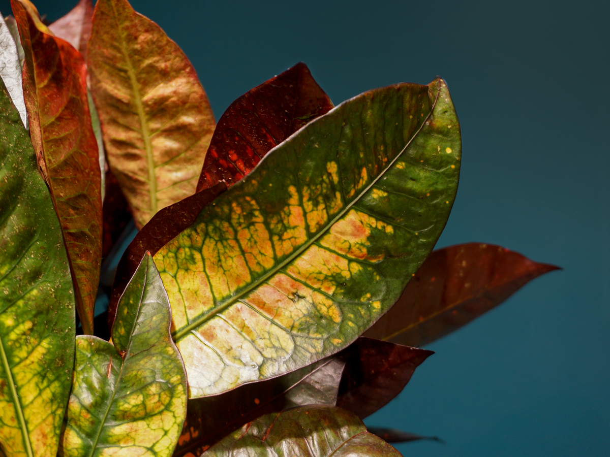 Kodija Codiaeum |