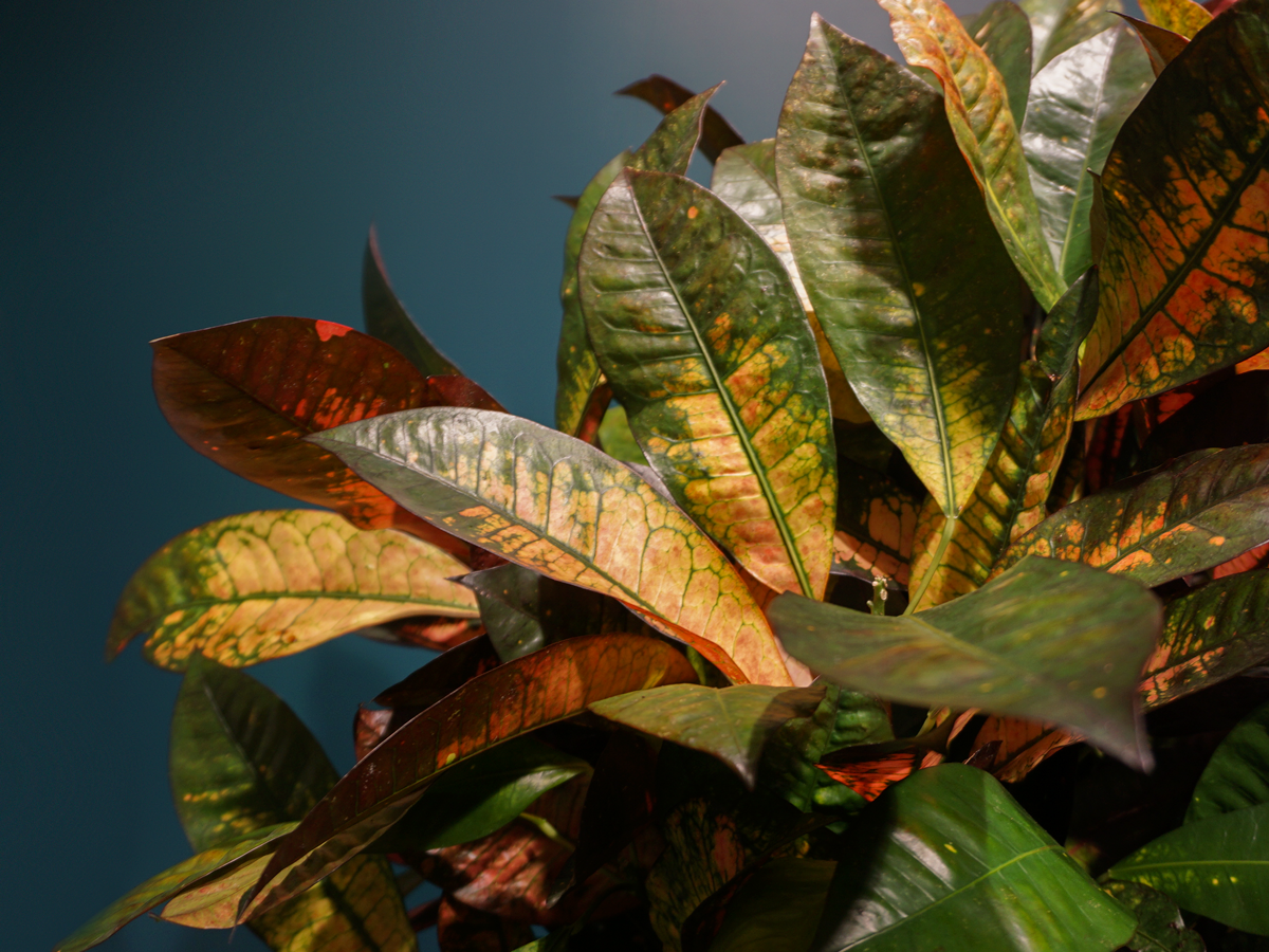 Kodija Codiaeum |