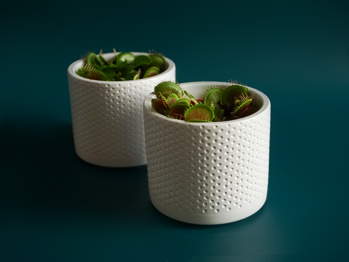 Flycatcher Dionaea |