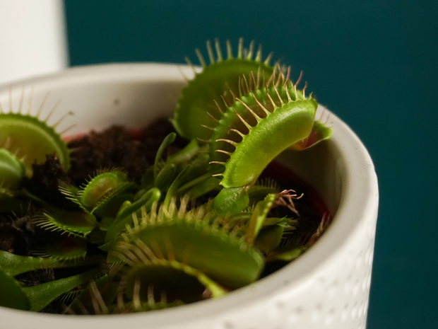Mušķērājs | Dionaea |