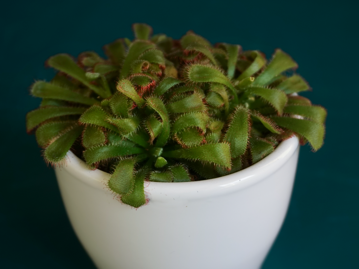 Mušķērājs | Dionaea |