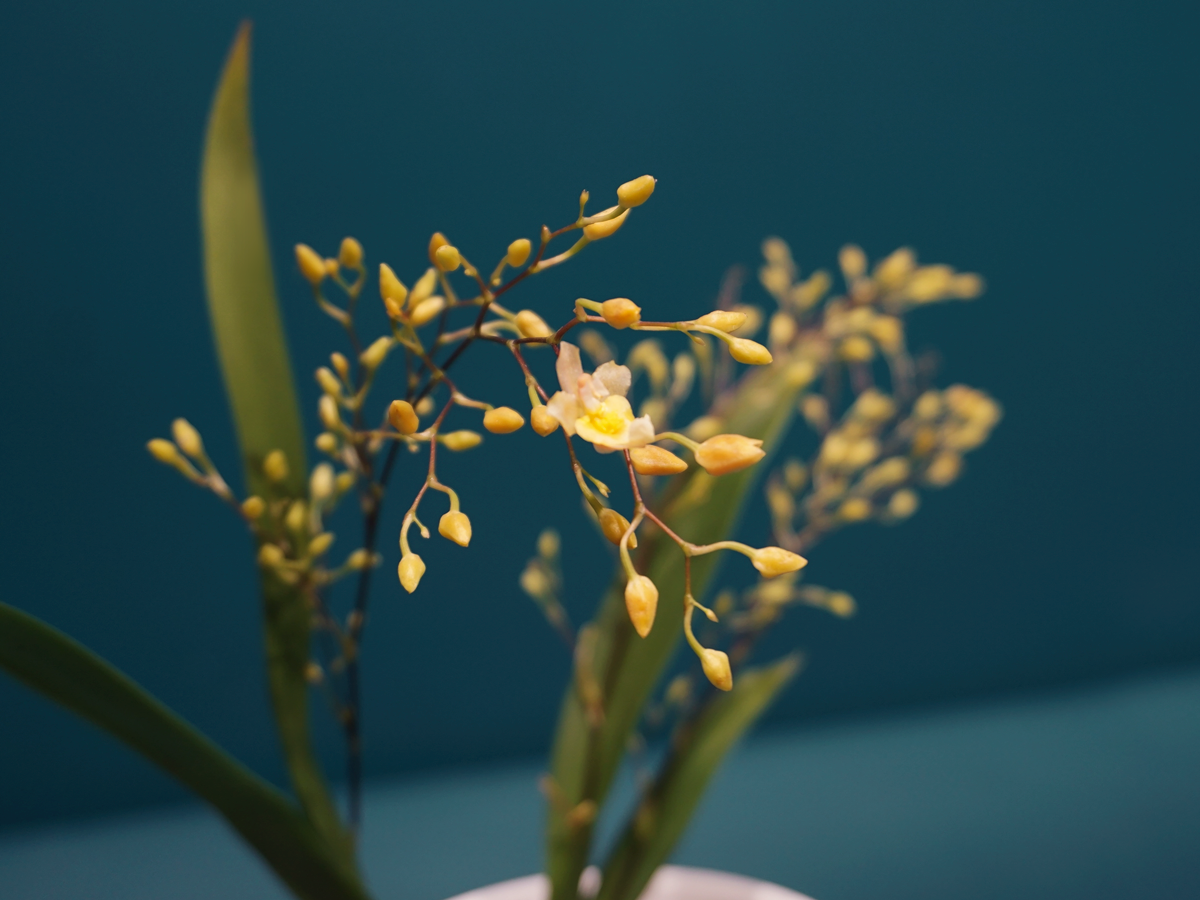 Orchids Oncidium Orchid