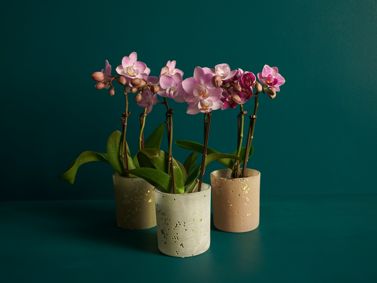 Orchids Phalaenopsis mini
