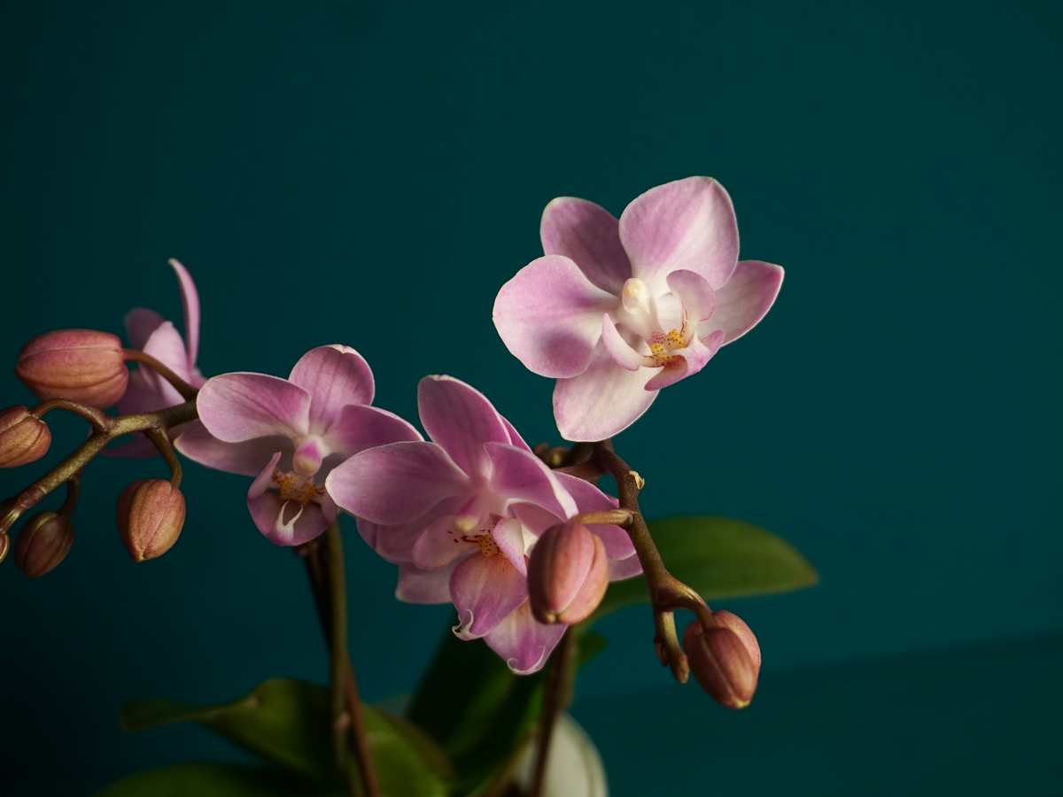 Orchids Phalaenopsis mini