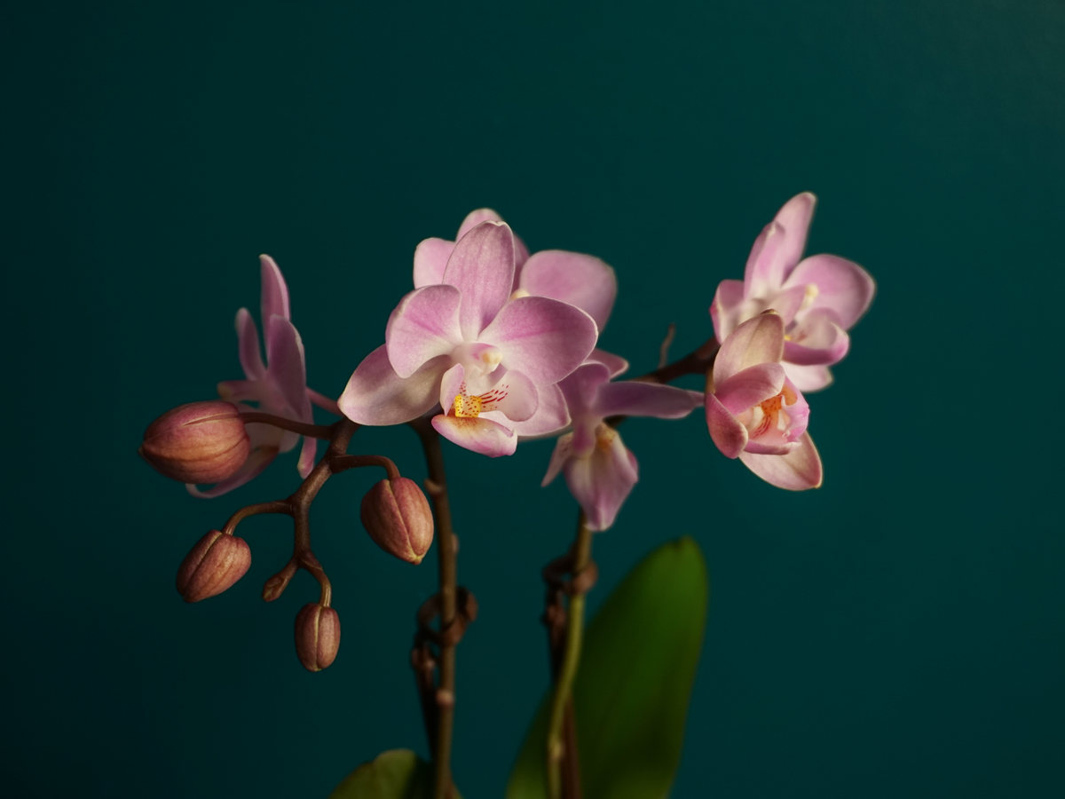 Orchids Phalaenopsis mini