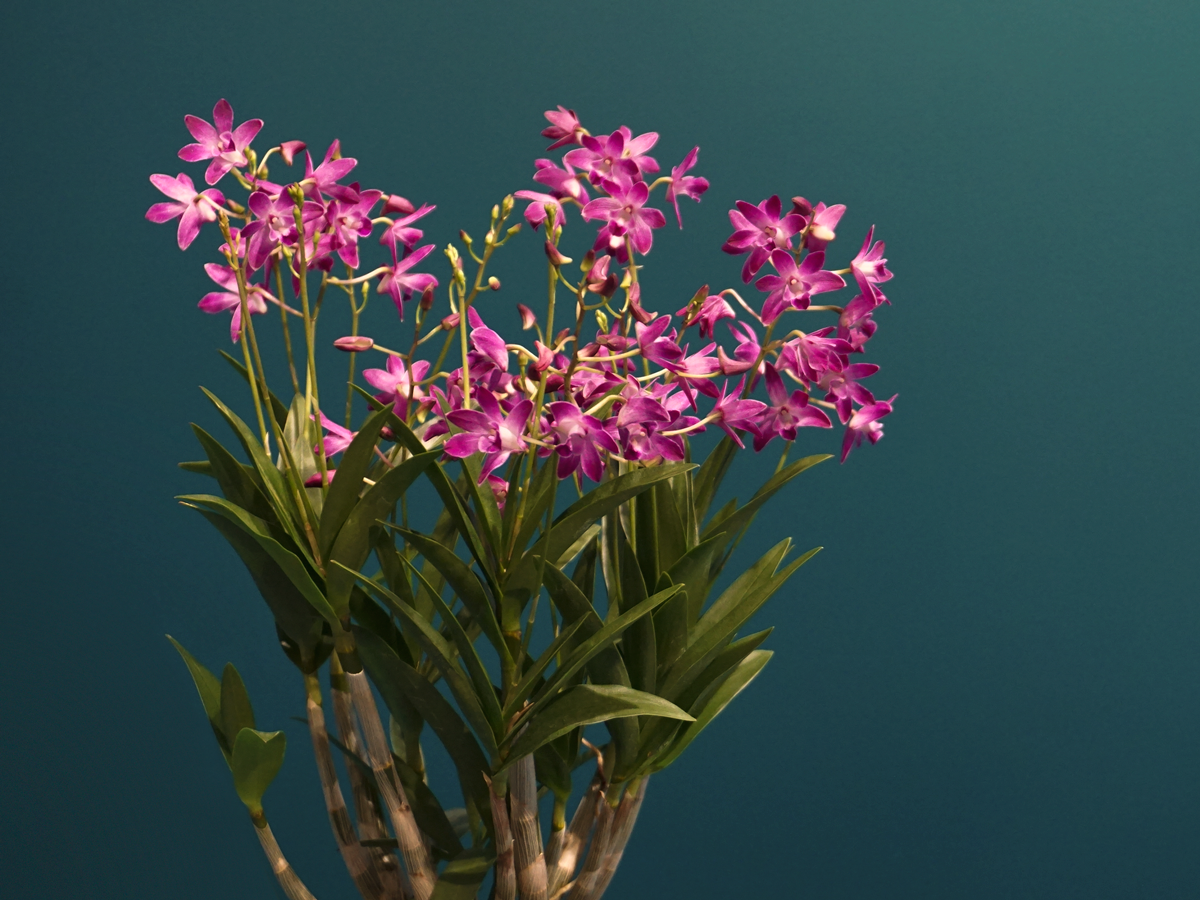 Orchids Dendrobium Berry Oda |
