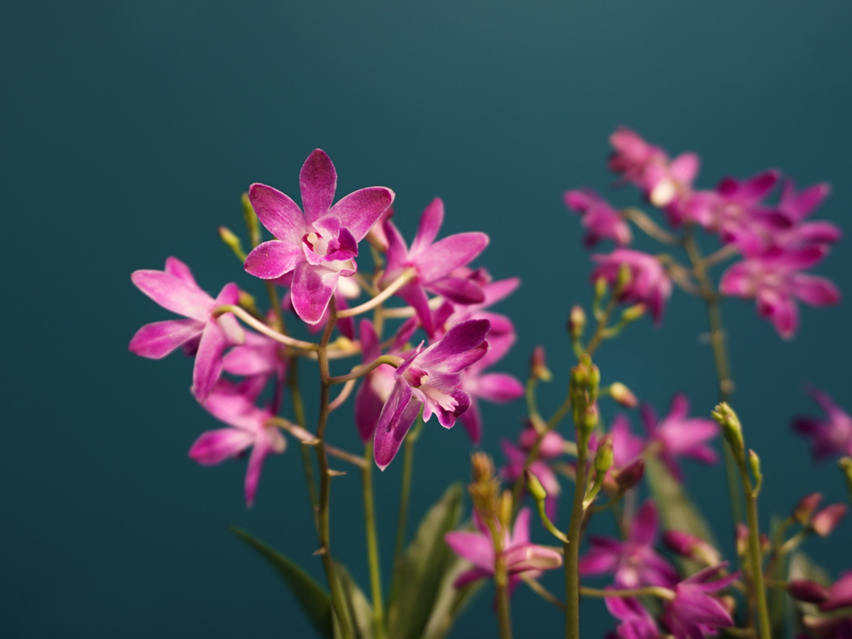 Orchids Dendrobium Berry Oda |