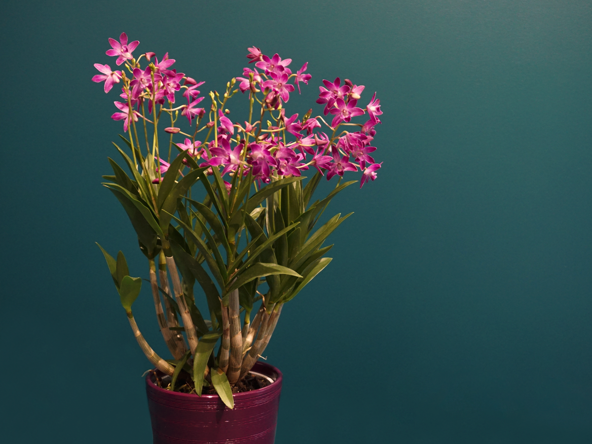 Orchids Dendrobium Berry Oda |