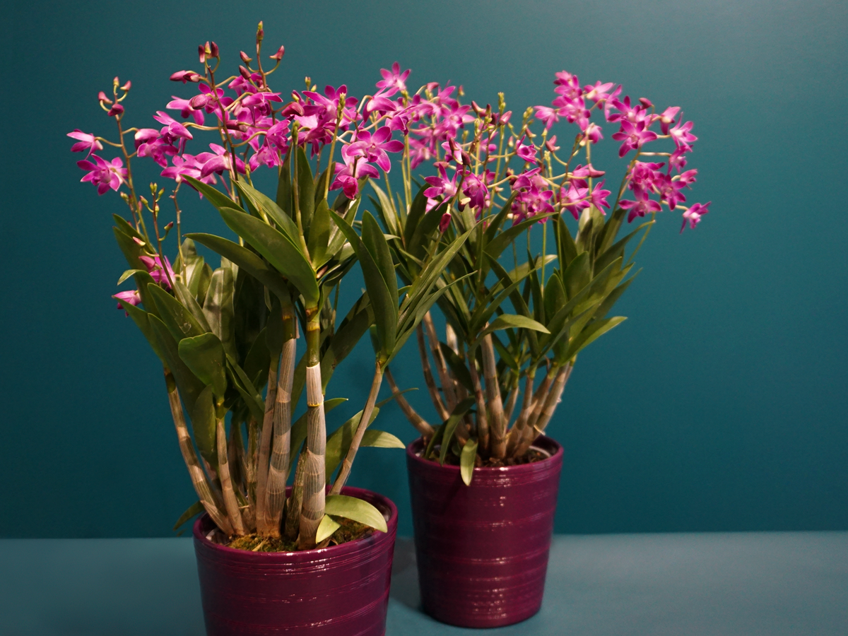 Orchids Dendrobium Berry Oda |
