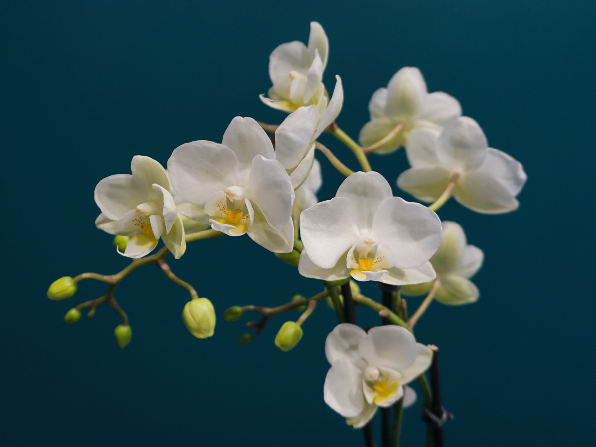 Orhideja | Phalaenopsis |