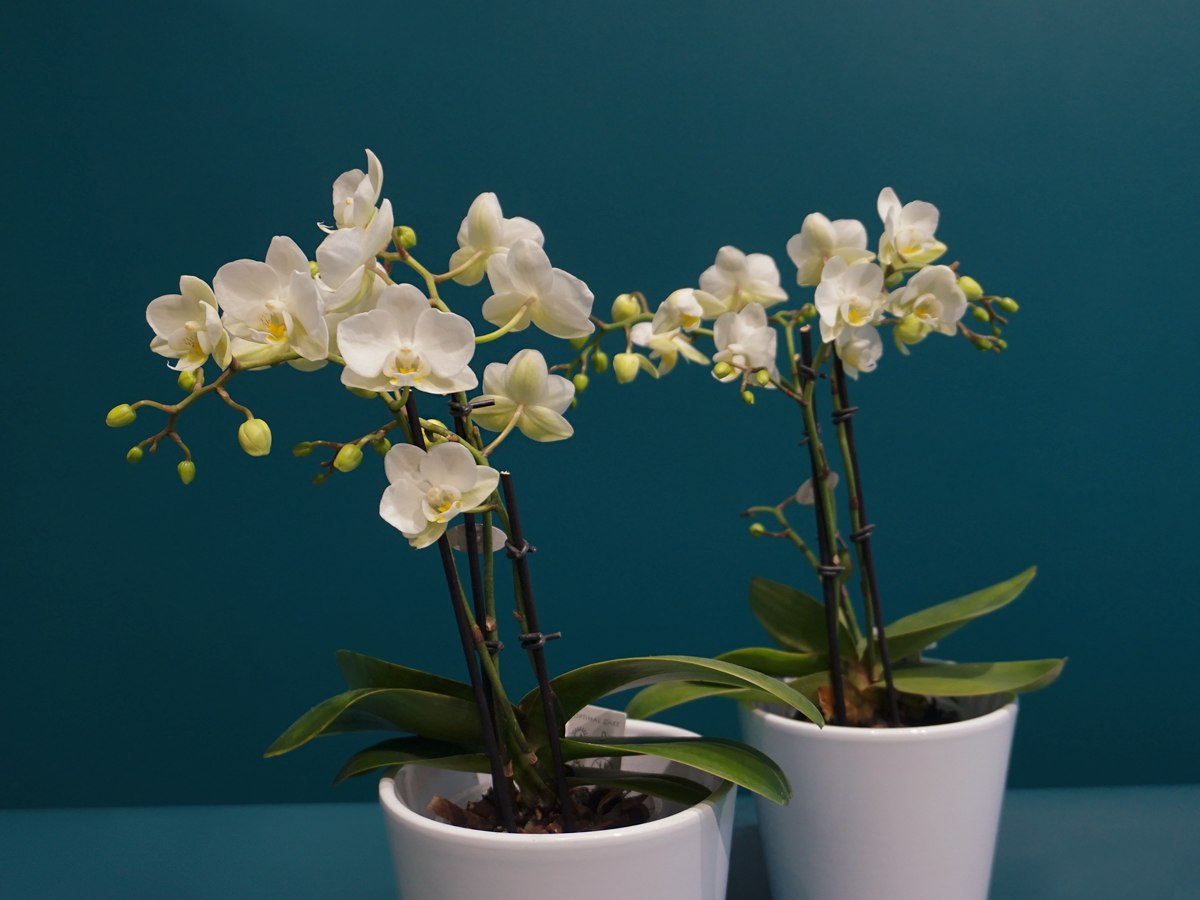 Orhideja | Phalaenopsis |