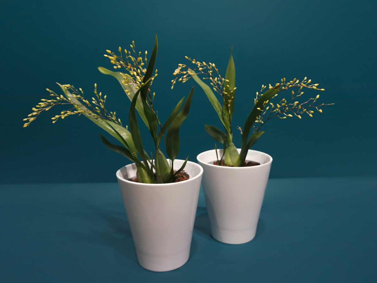 Orchids Oncidium Orchid
