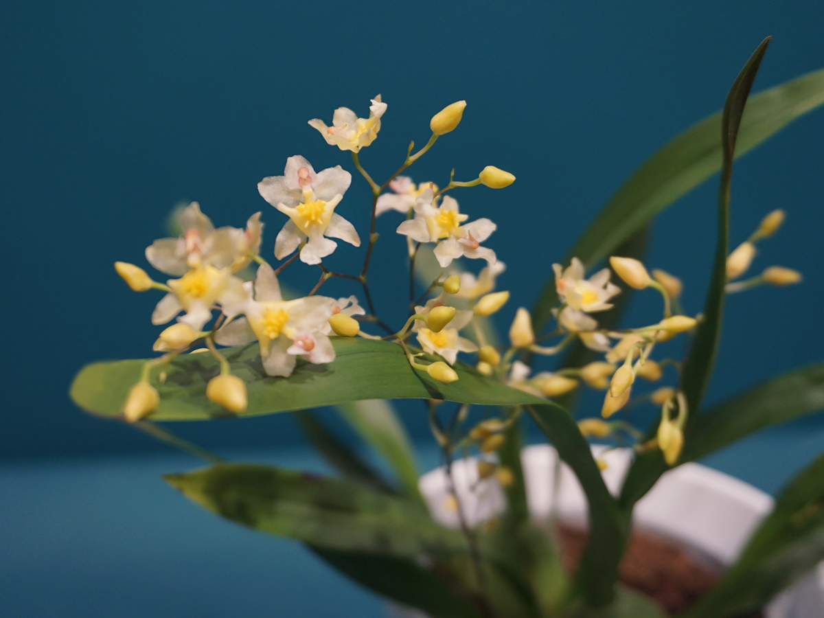 Orhideja | Oncidium Orchid |