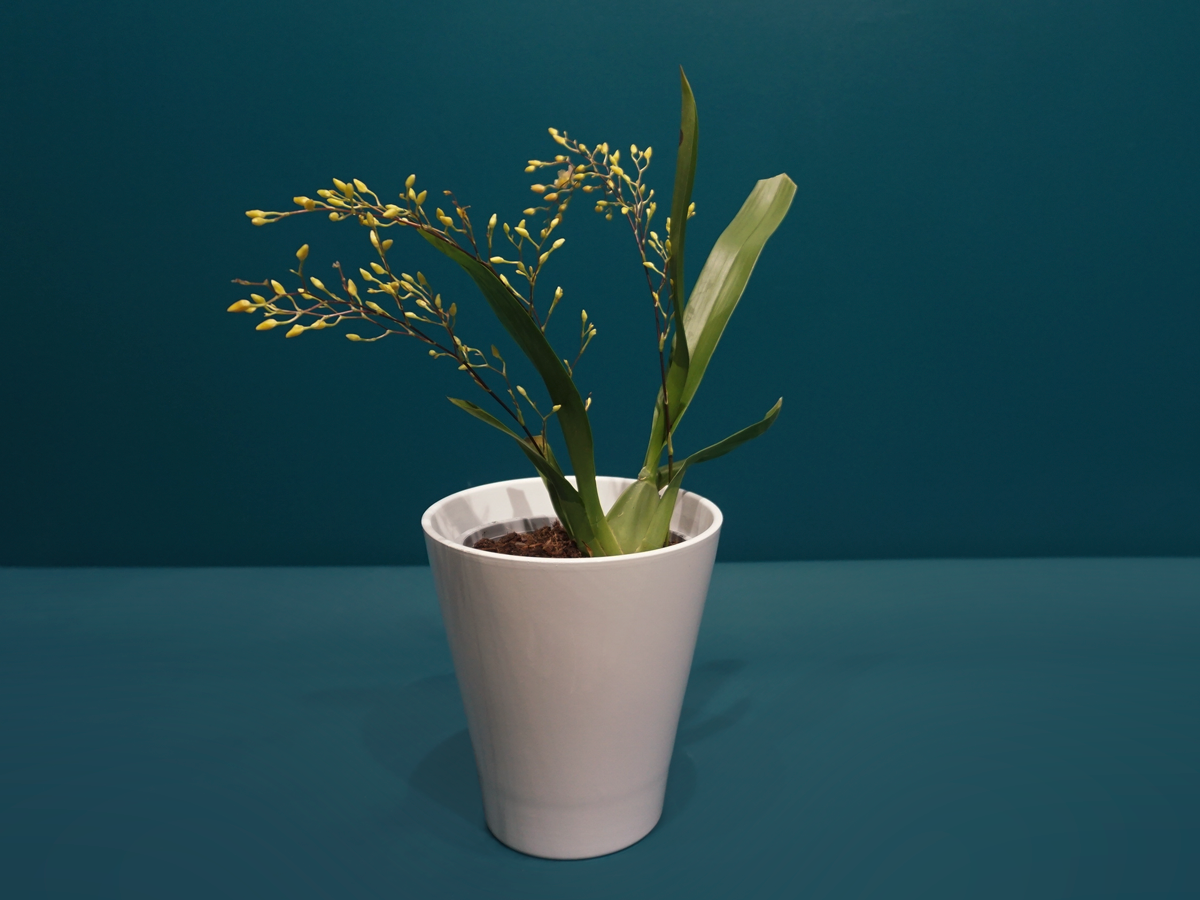 Orchids Oncidium Orchid