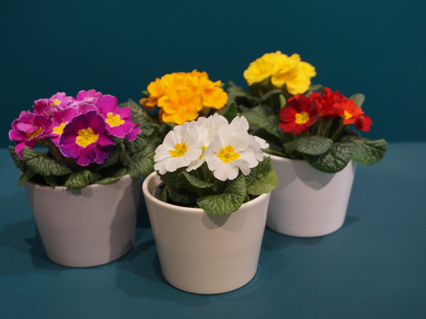Prīmula | Primula |