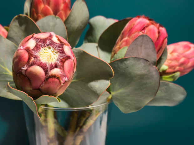 Proteins Protea |