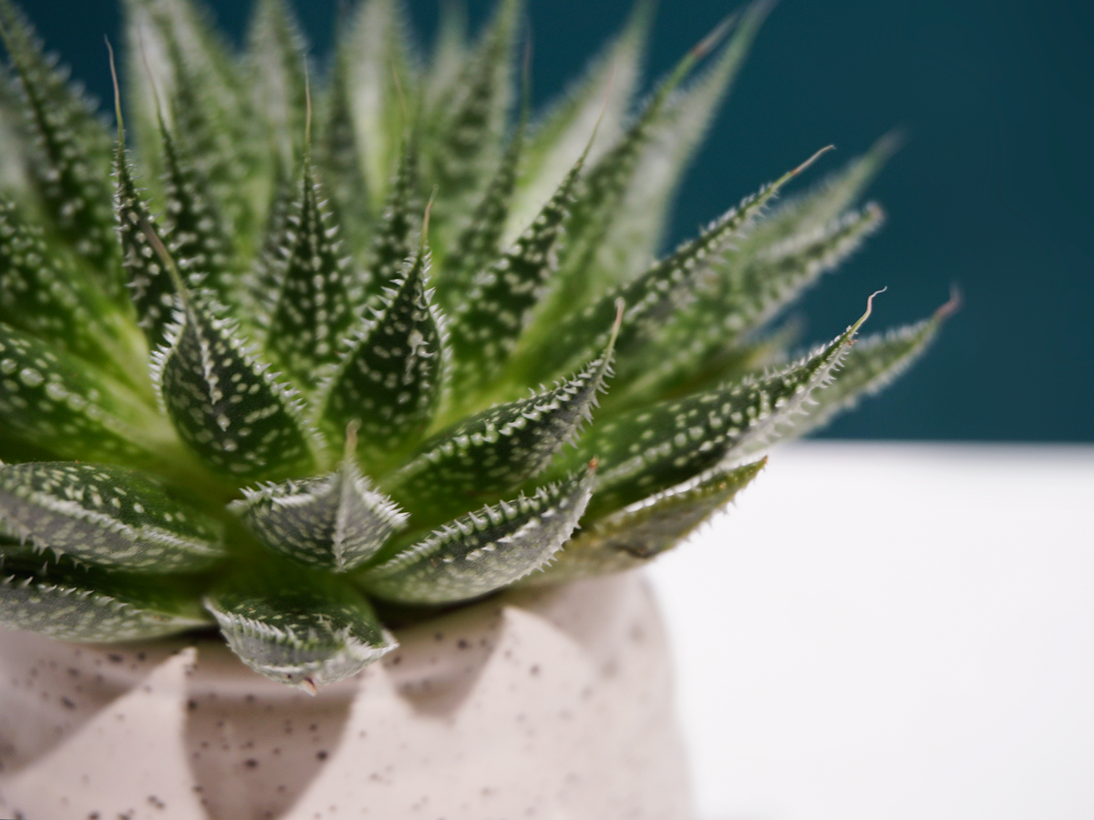 Succulent MIX S | + variants