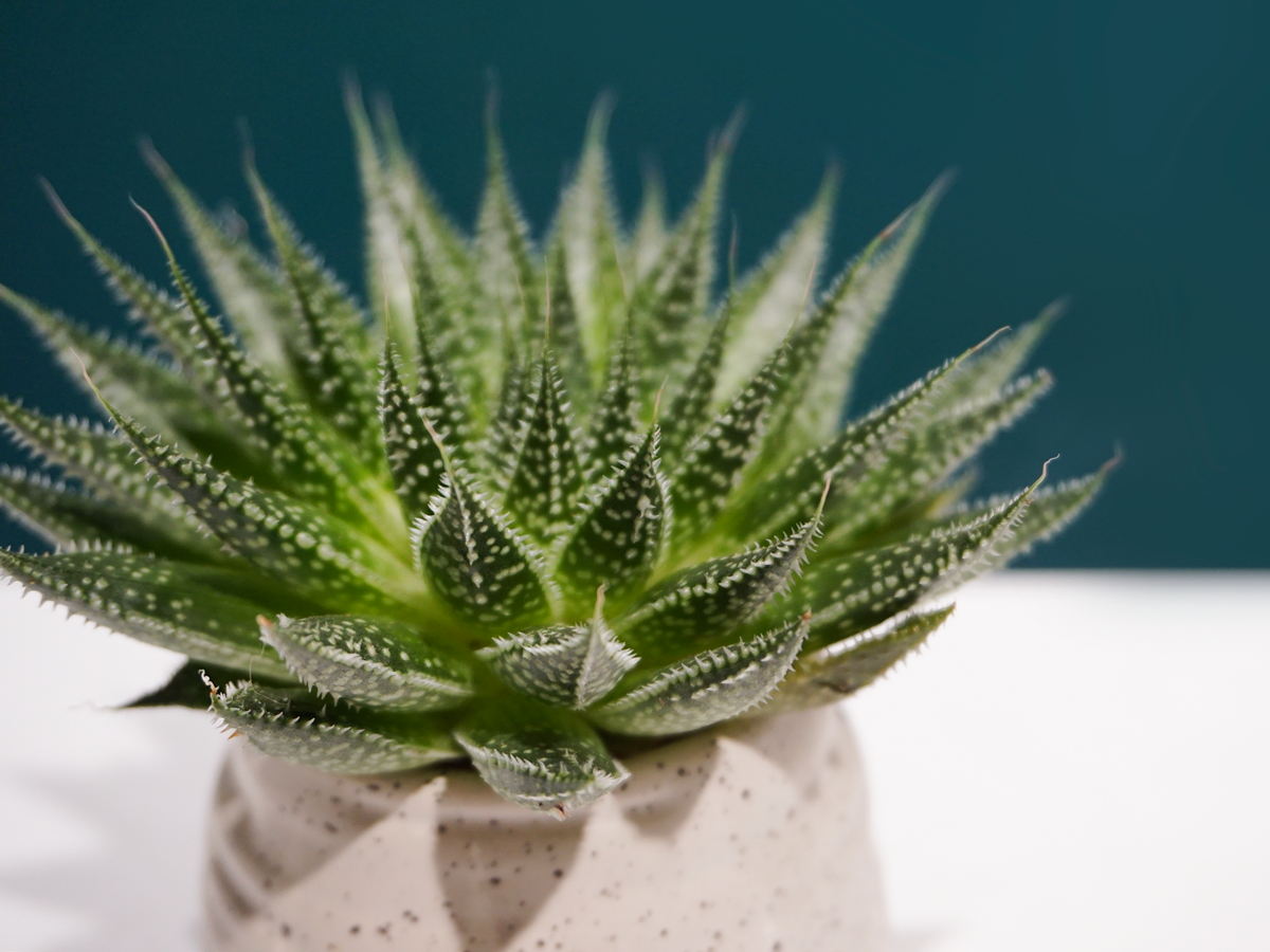 Succulent MIX S | + variants