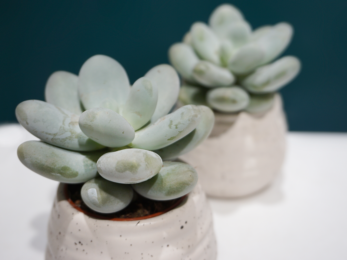 Succulent MIX S | + variants