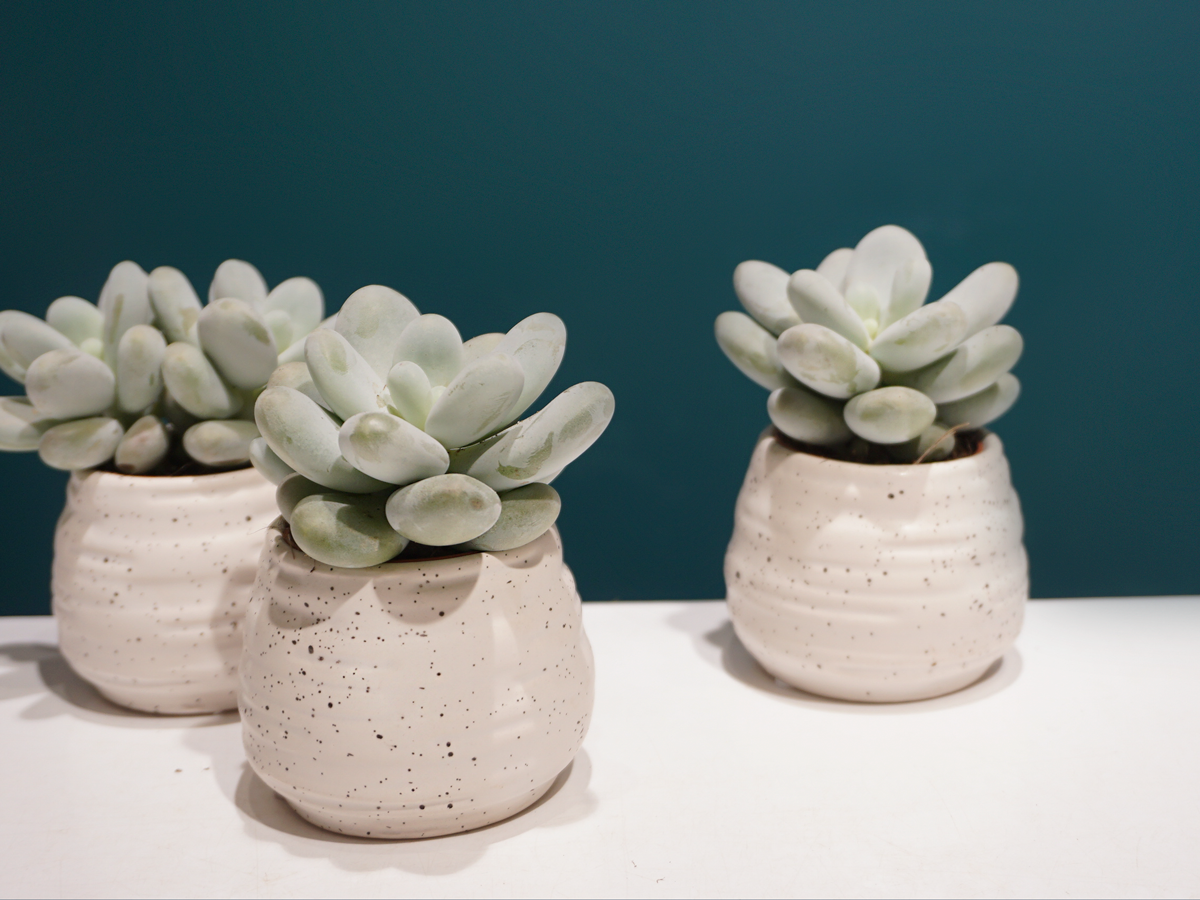 Succulent MIX S | + variants