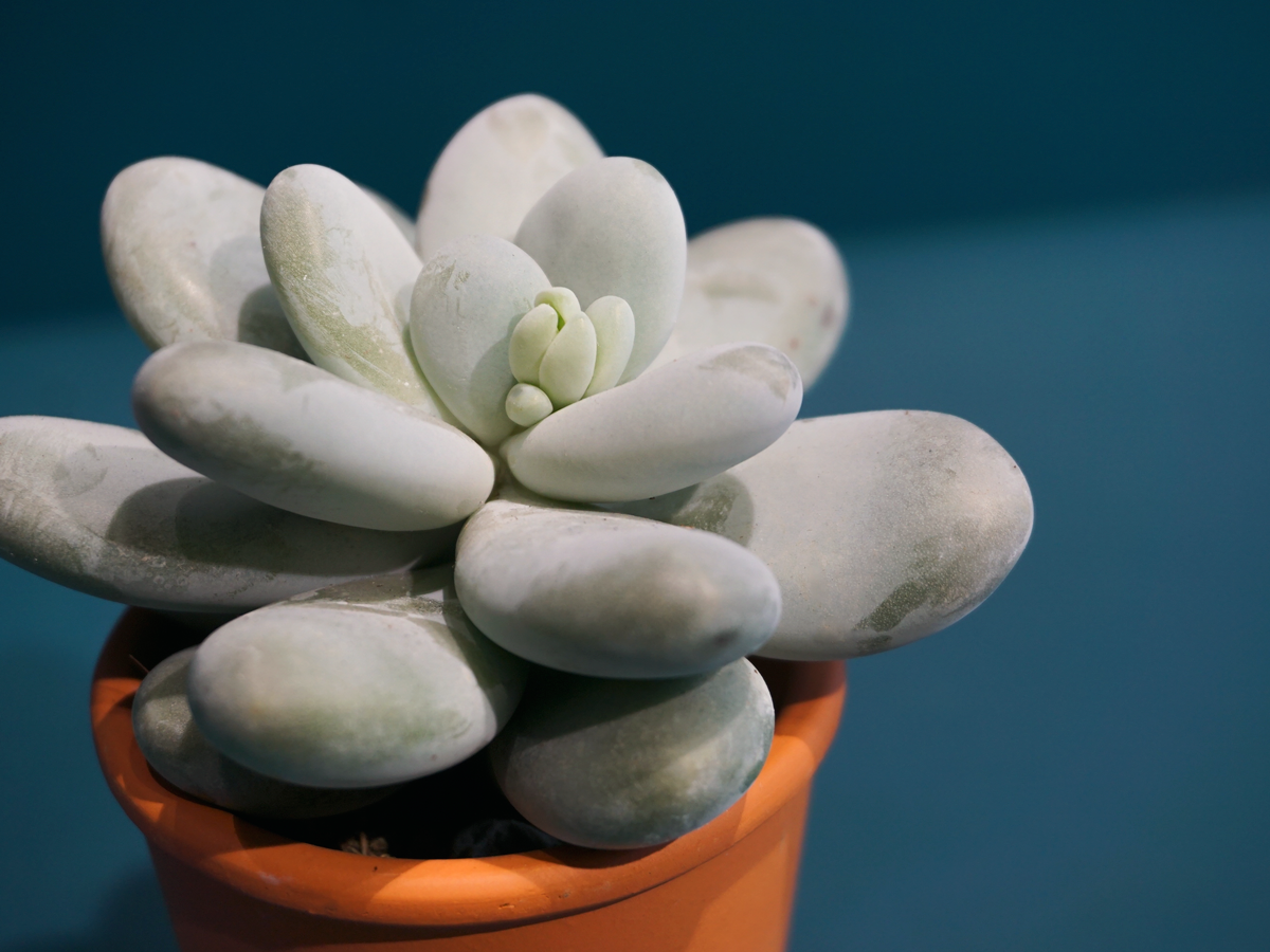 Succulent MIX S | + variants