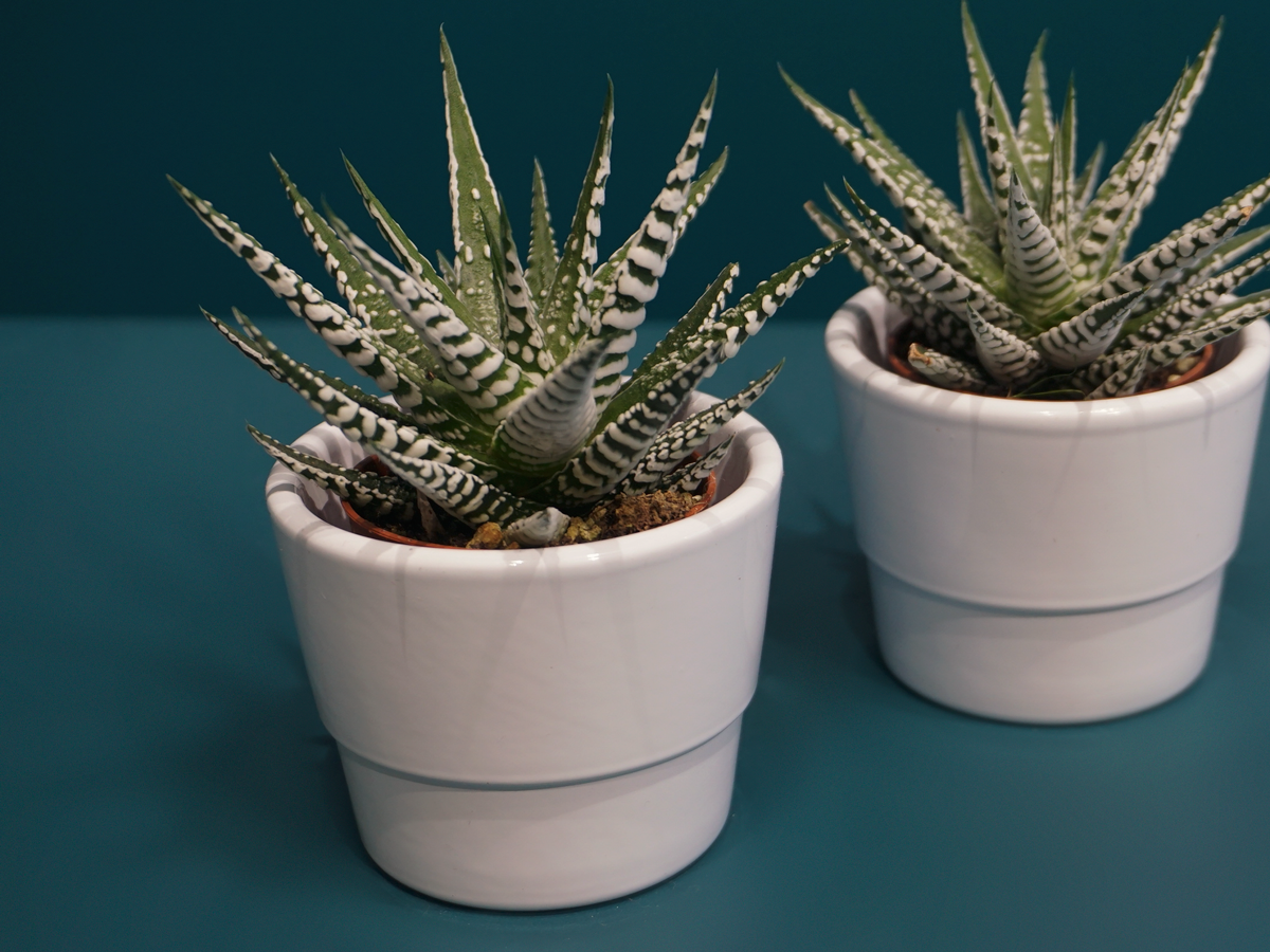 Succulent MIX S | + variants