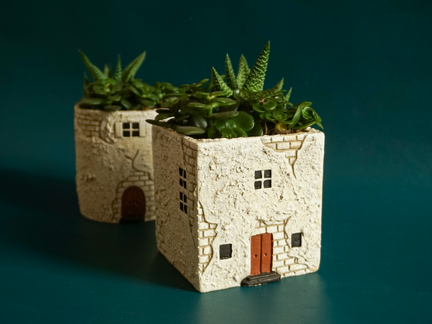 Sukulenti | Māla traukā |