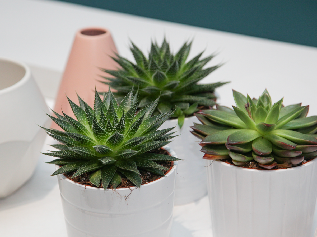 Succulent MIX M | + variants