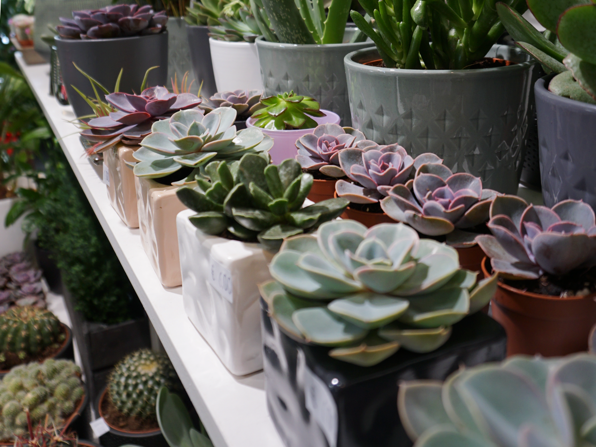 Succulent MIX S | + variants