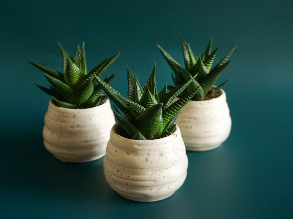 Succulent MIX S | + variants