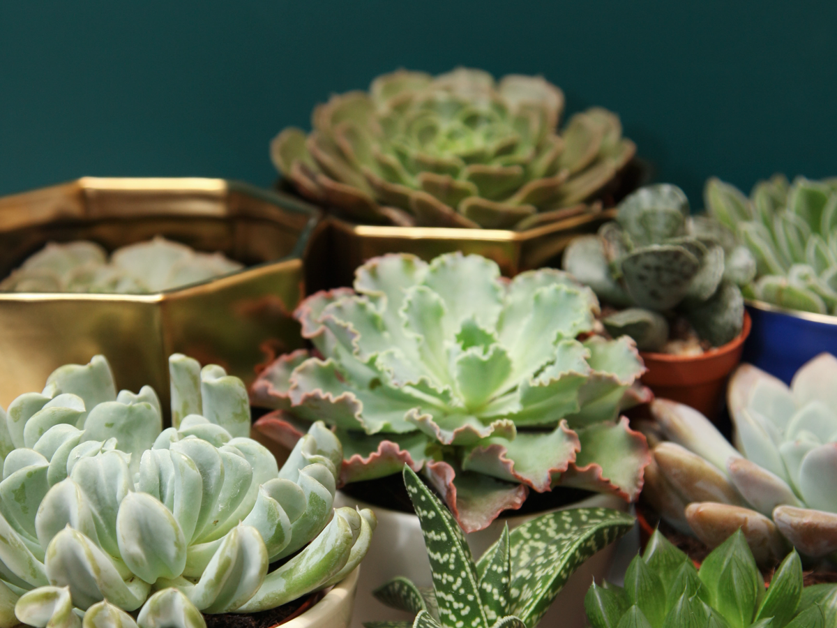 Succulent MIX M | + variants