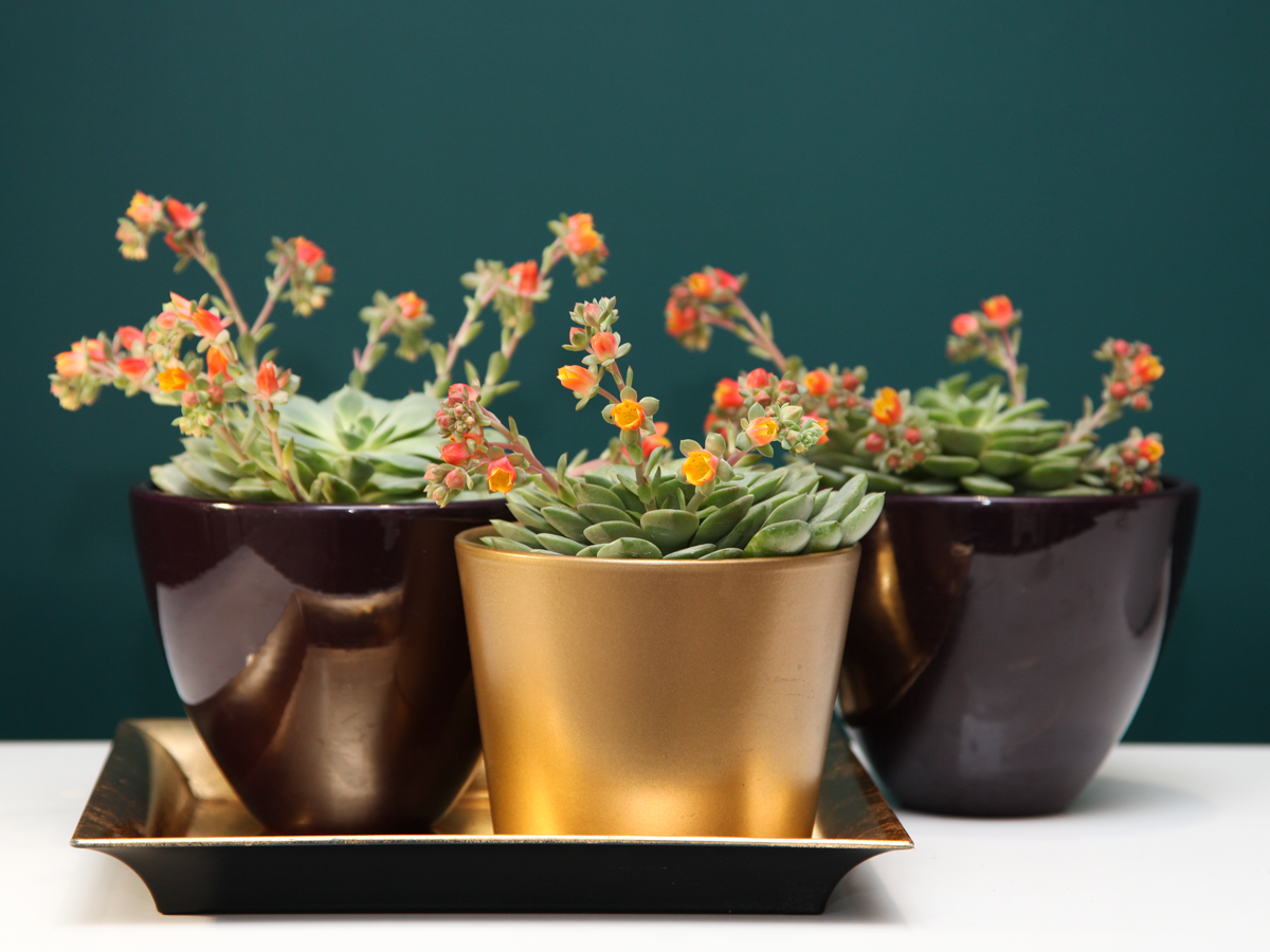 Succulent MIX M | + variants