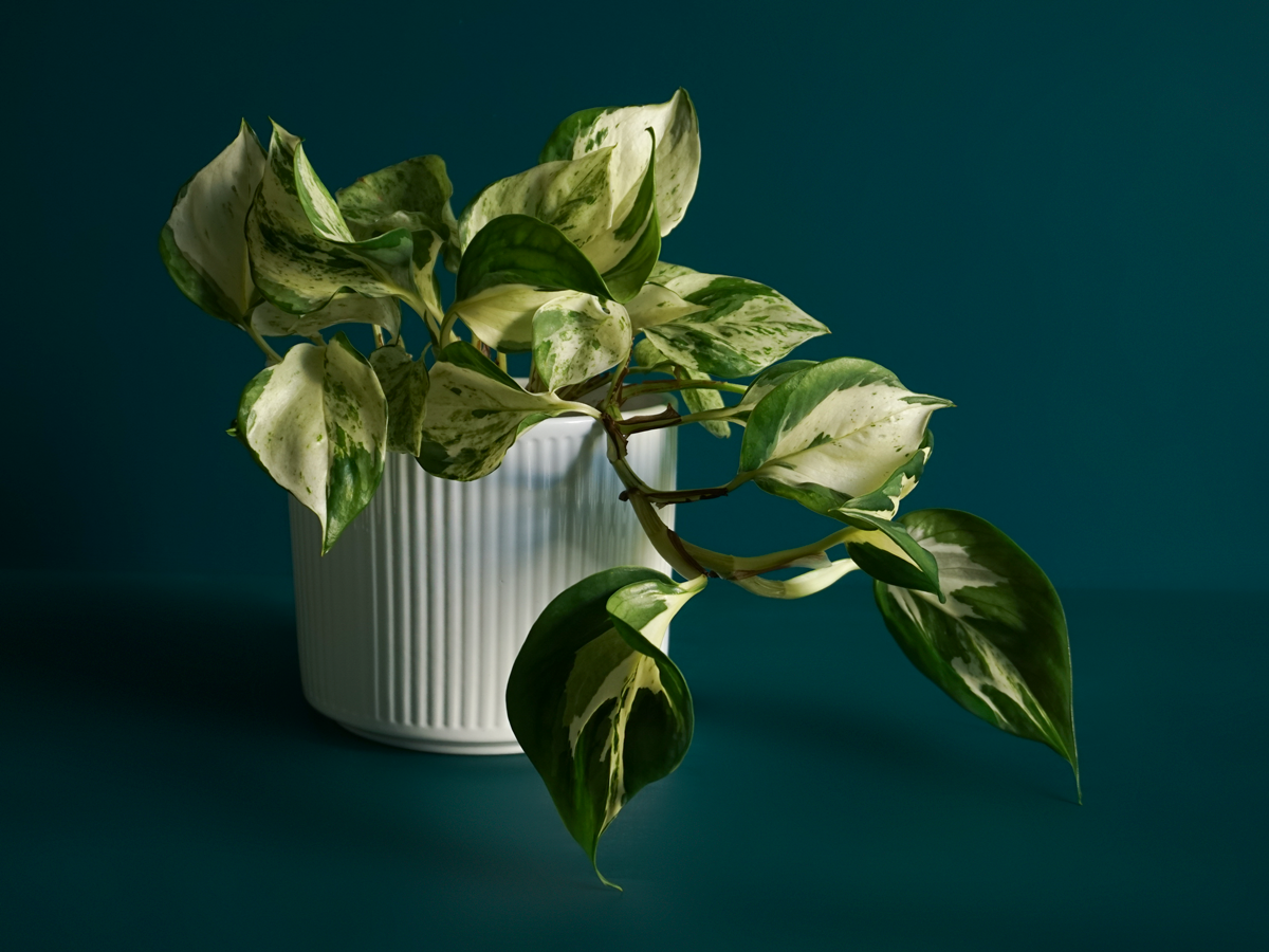Golden scindapsis Epipremnum aureum