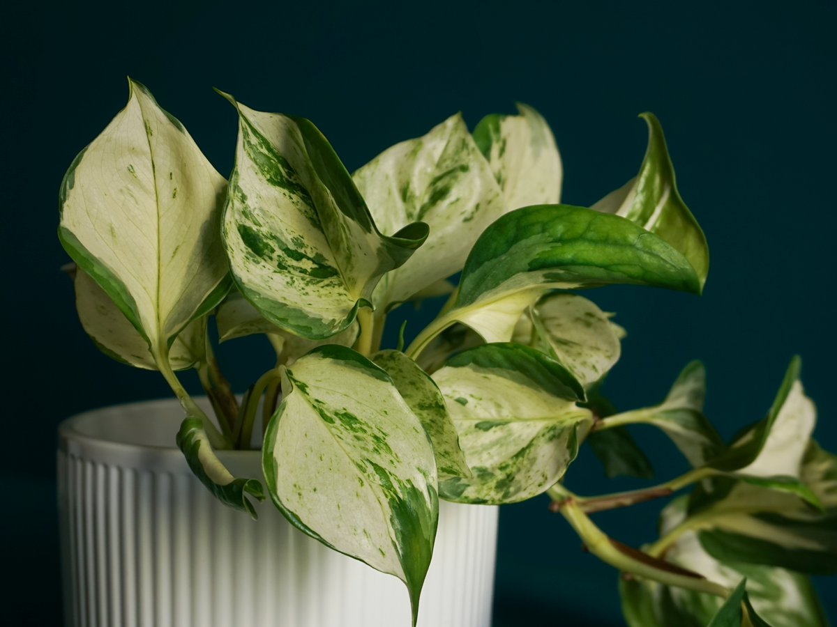 Golden scindapsis Epipremnum aureum