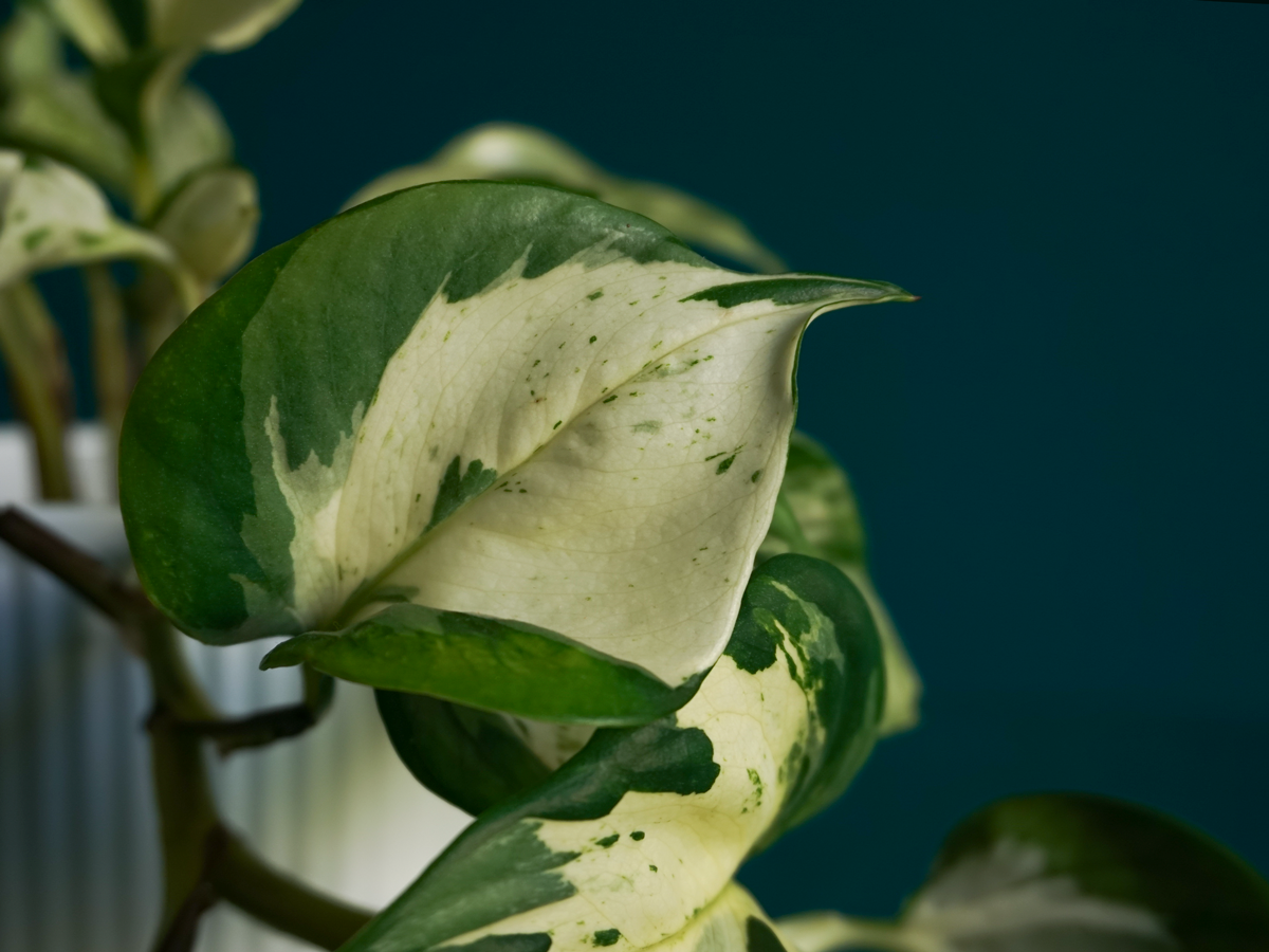 Golden scindapsis Epipremnum aureum