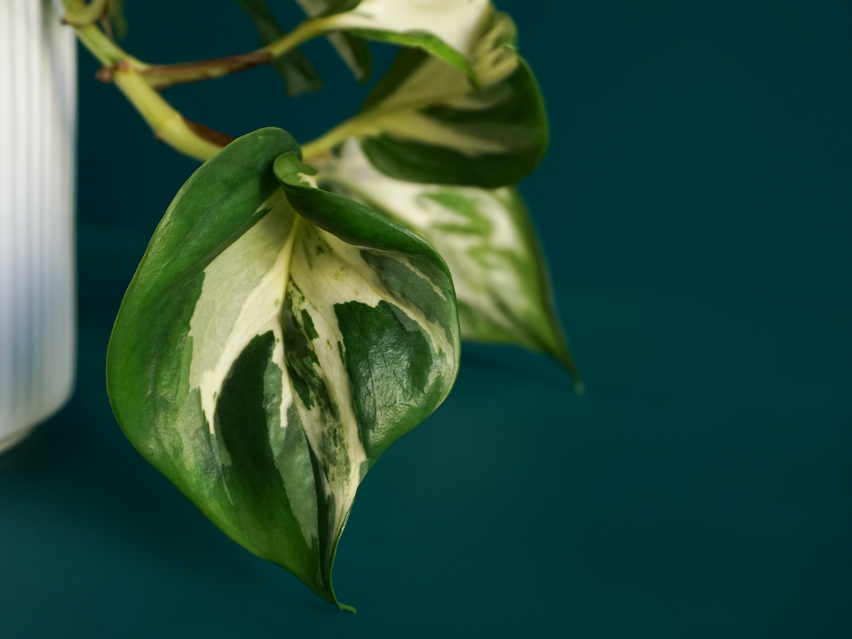 Golden scindapsis Epipremnum aureum