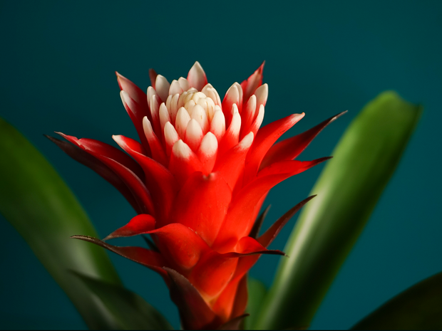 Bromēlijas | Bromelia guzmania |
