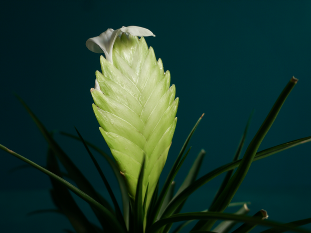 Frīzejas | Vriesea carinata |