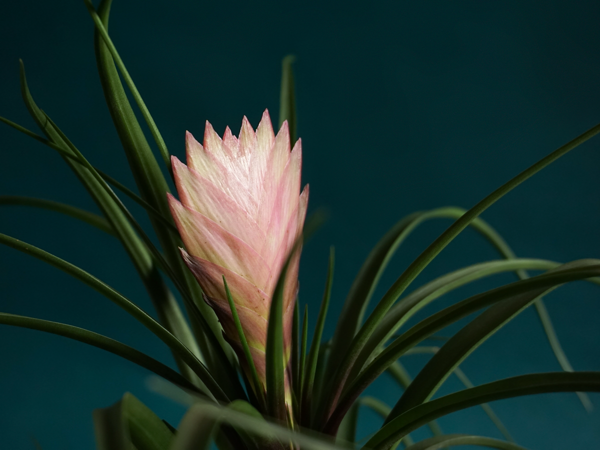 Frīzejas | Vriesea carinata |
