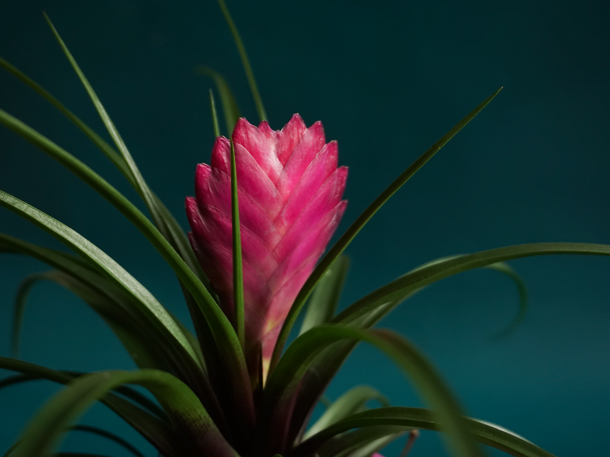 Frīzejas | Vriesea carinata |
