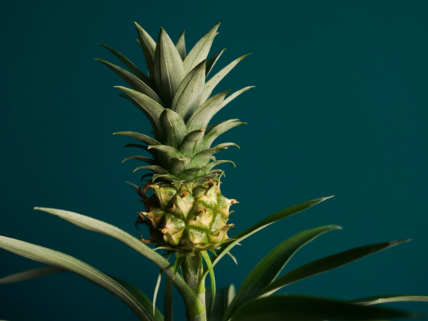 Ananass | Ananas comosus |