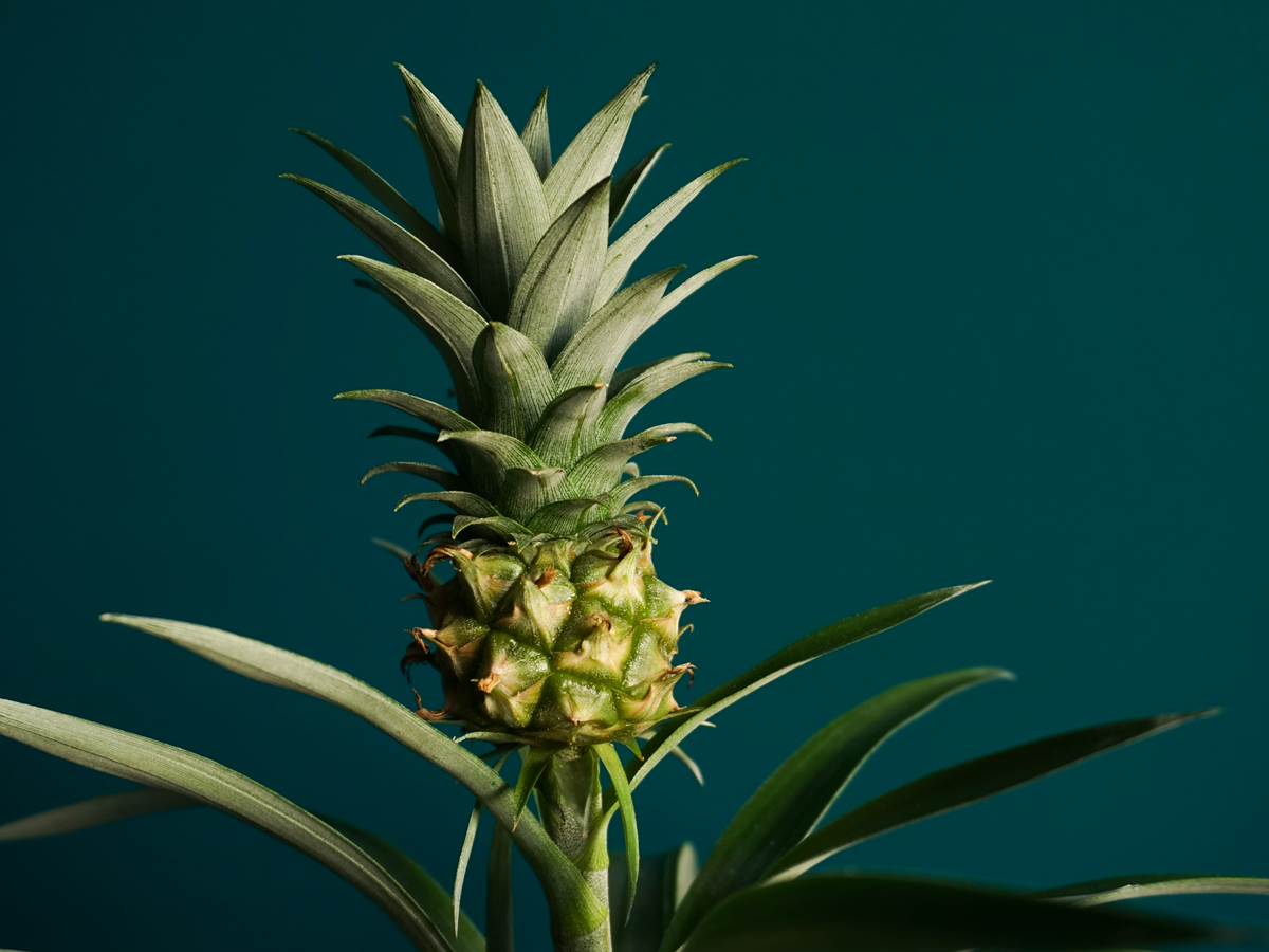 Pineapple | Ananas comosus