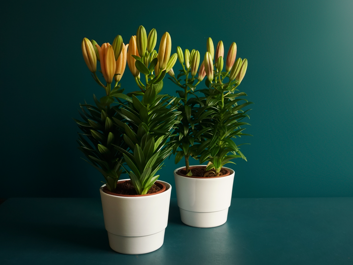 Lilija | Lilium |