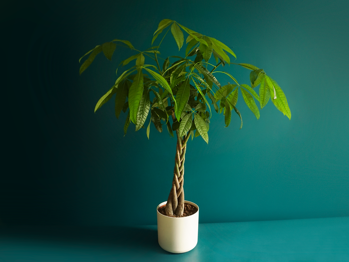 Pachira | Pachira macrocarpa |