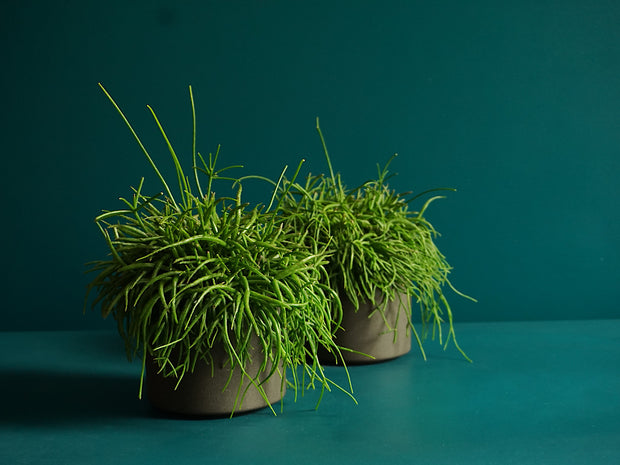 Ripsālis | Rhipsalis |