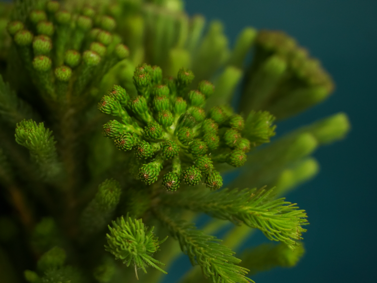 Brunia | Albiflora green|