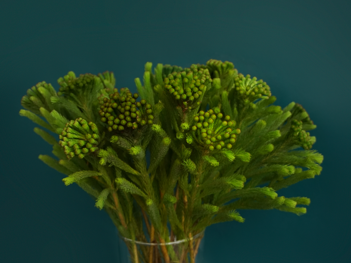 Brunia | Brunia laevis |