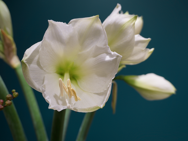 Amarillis | Amaryllis |