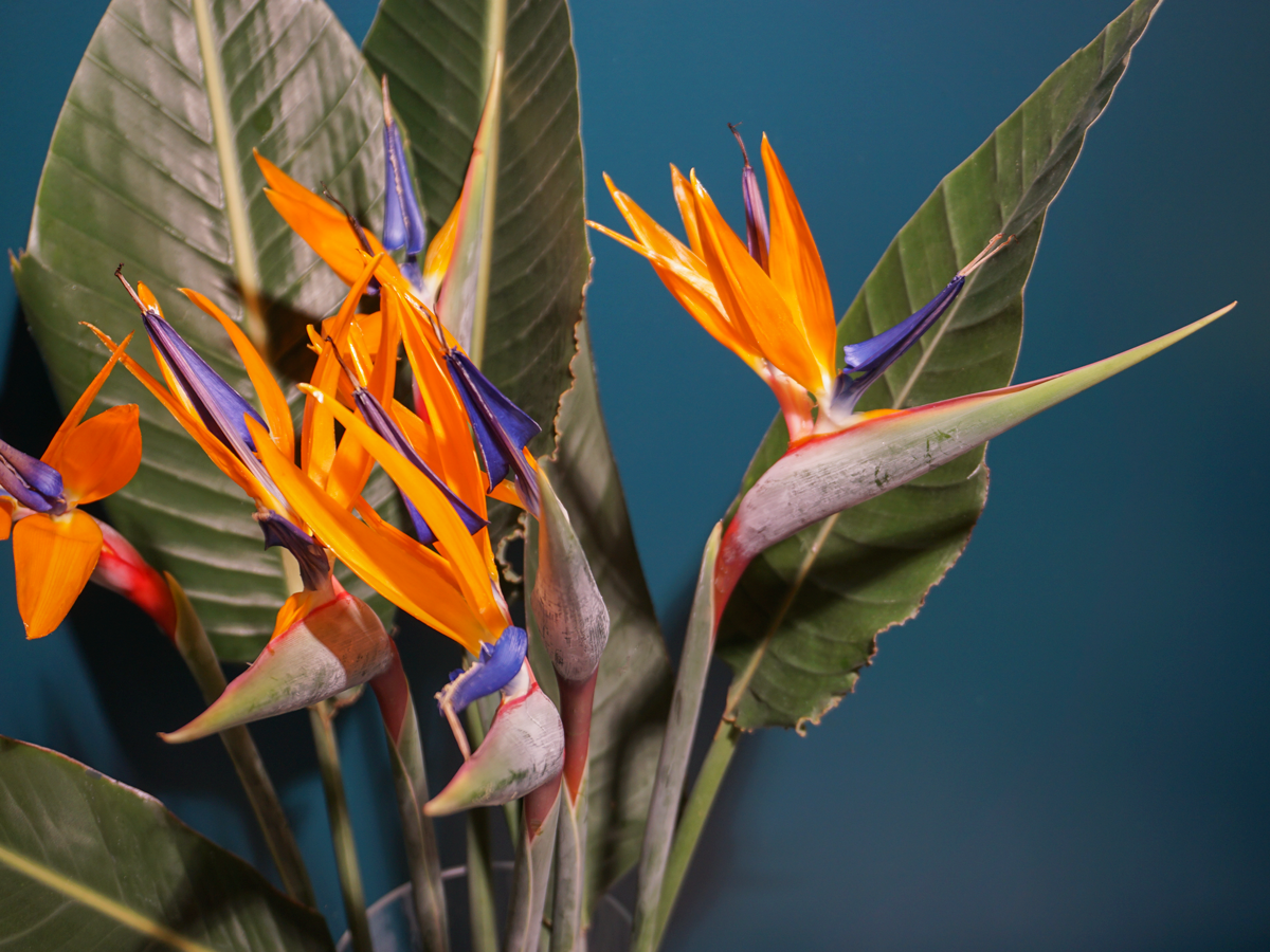 Strelīcijas | Strelitzia reginae |